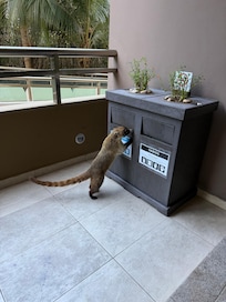 Cute little Coaties were everywhere