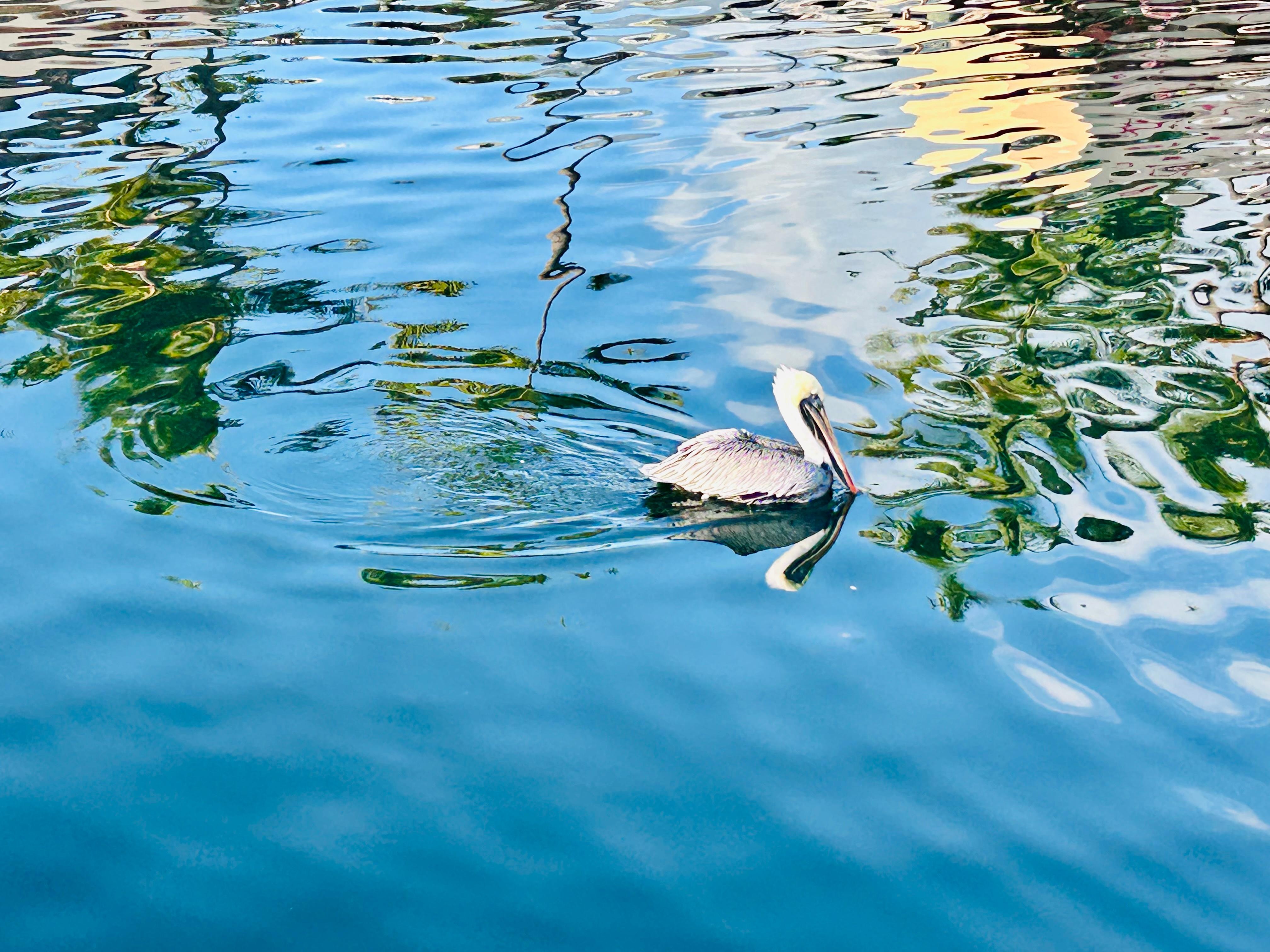 Manatee and Pelican in the morning. 