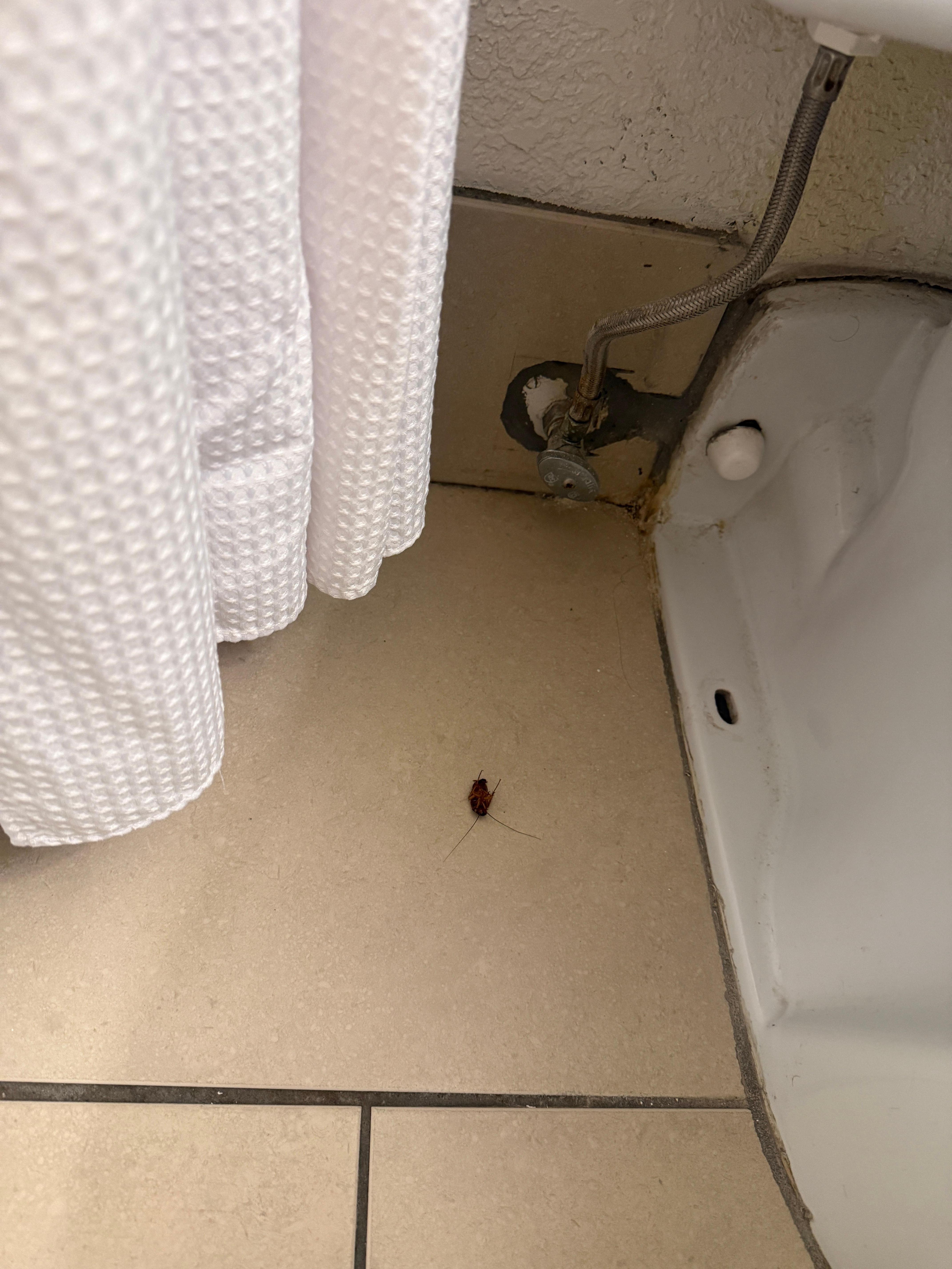 The dead roach we found 