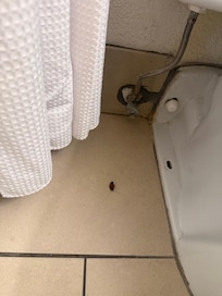 The dead roach we found