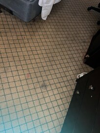 Stains on the hotel rug! Disgusting!