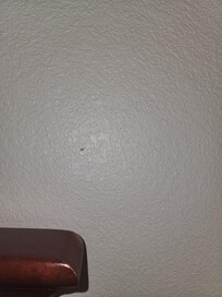 Ants