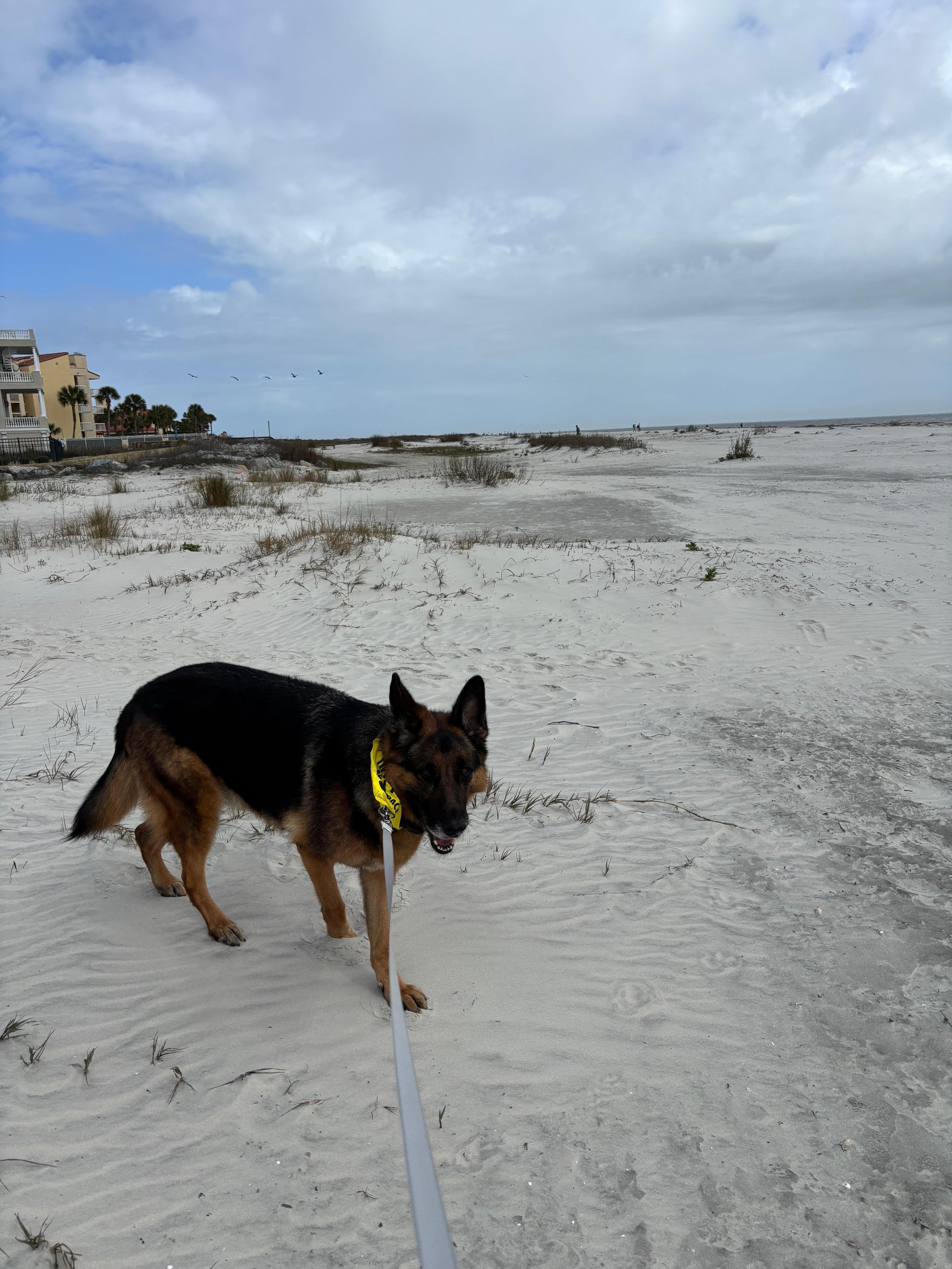 It’s a short walk to a dog friendly, beautiful beach!