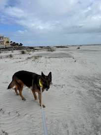 It’s a short walk to a dog friendly, beautiful beach!