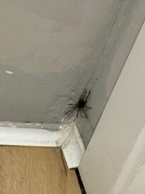 Spider in the main bathroom downstairs it was there for the 2 days that I was there