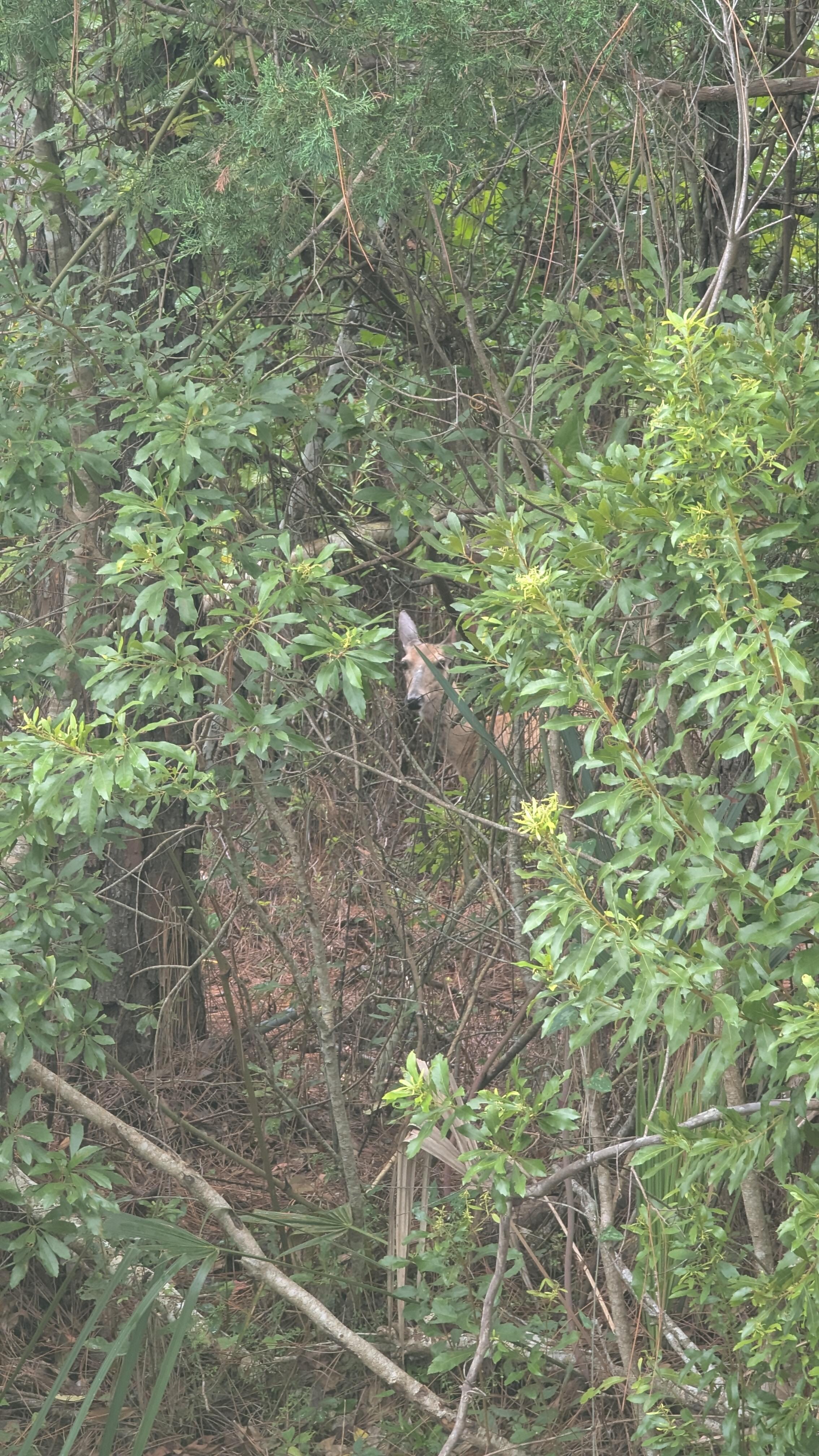 Peekaboo deer