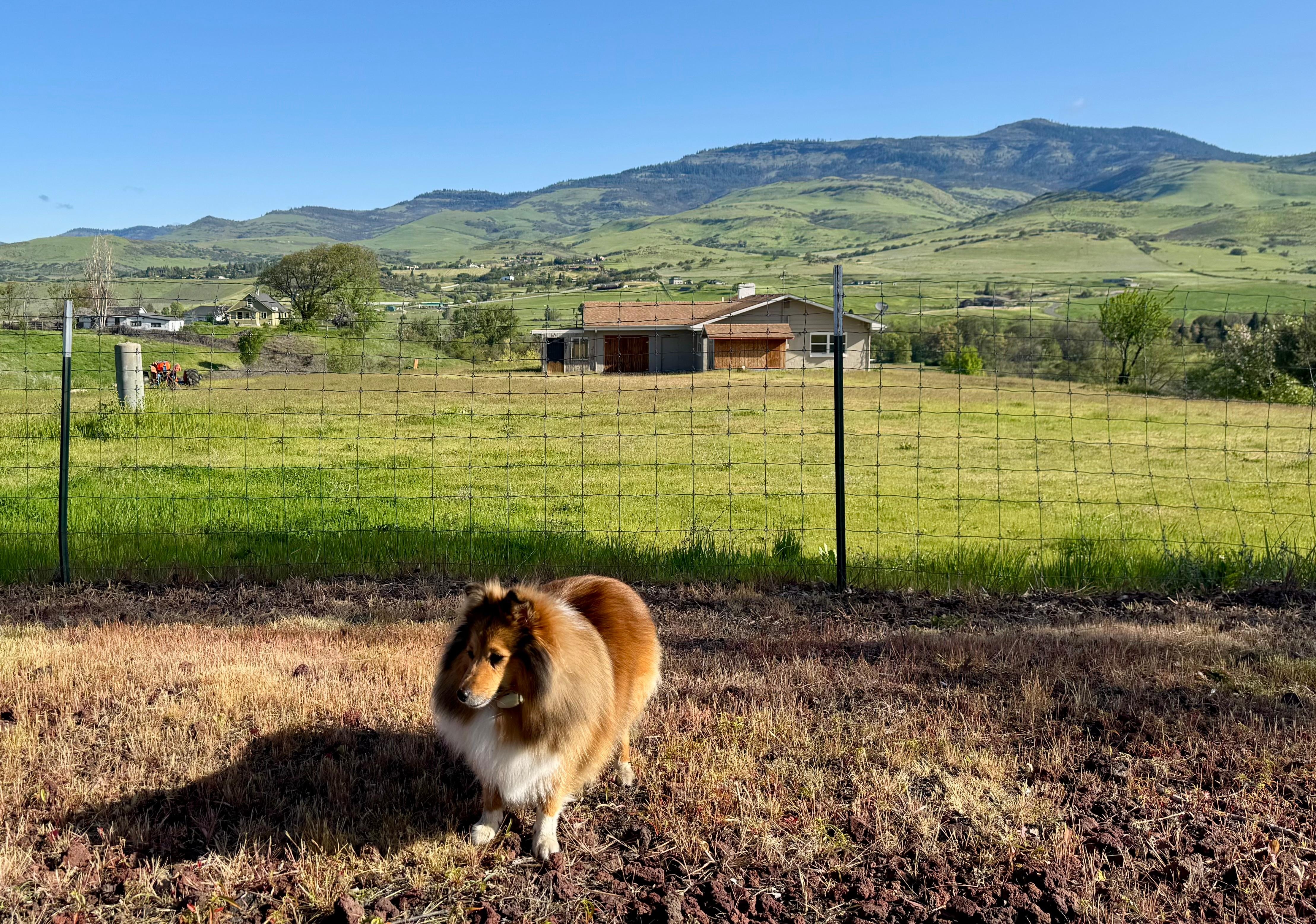 Fenced dog area