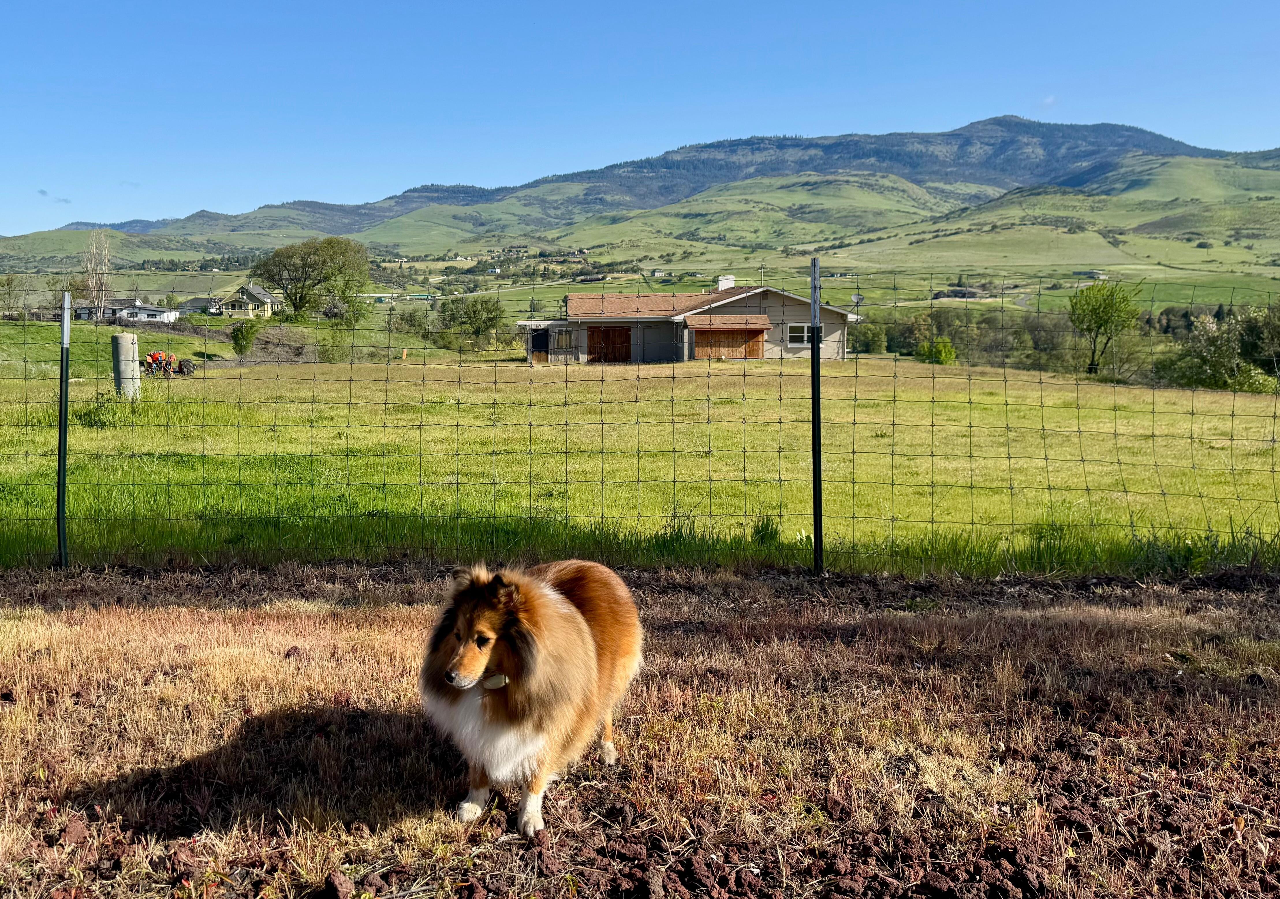 Fenced dog area