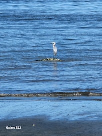 Lots of birdwatching