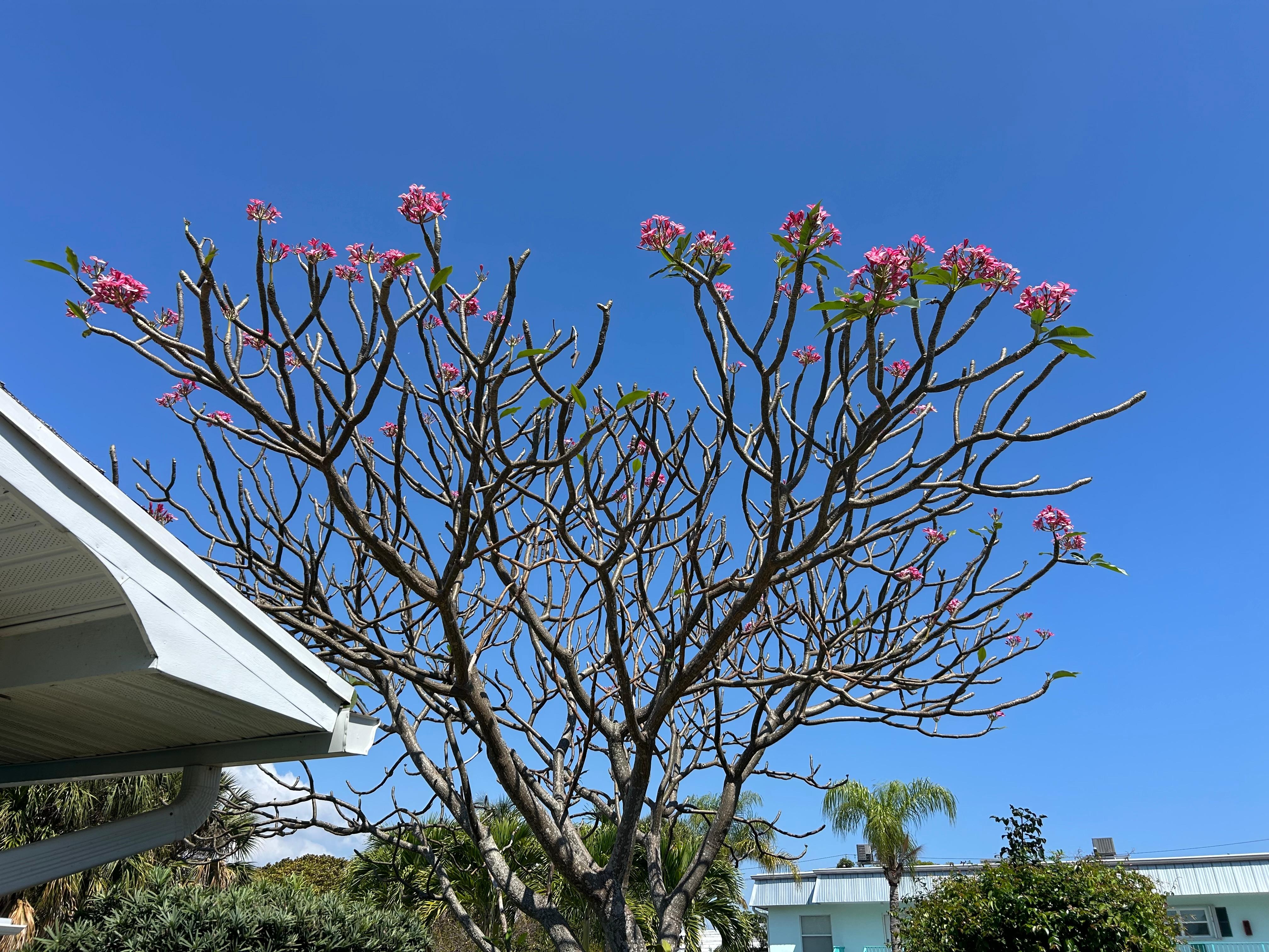 The frangipani tree spilled lovely pink flowers onto the lawn.