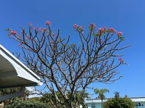 The frangipani tree spilled lovely pink flowers onto the lawn.