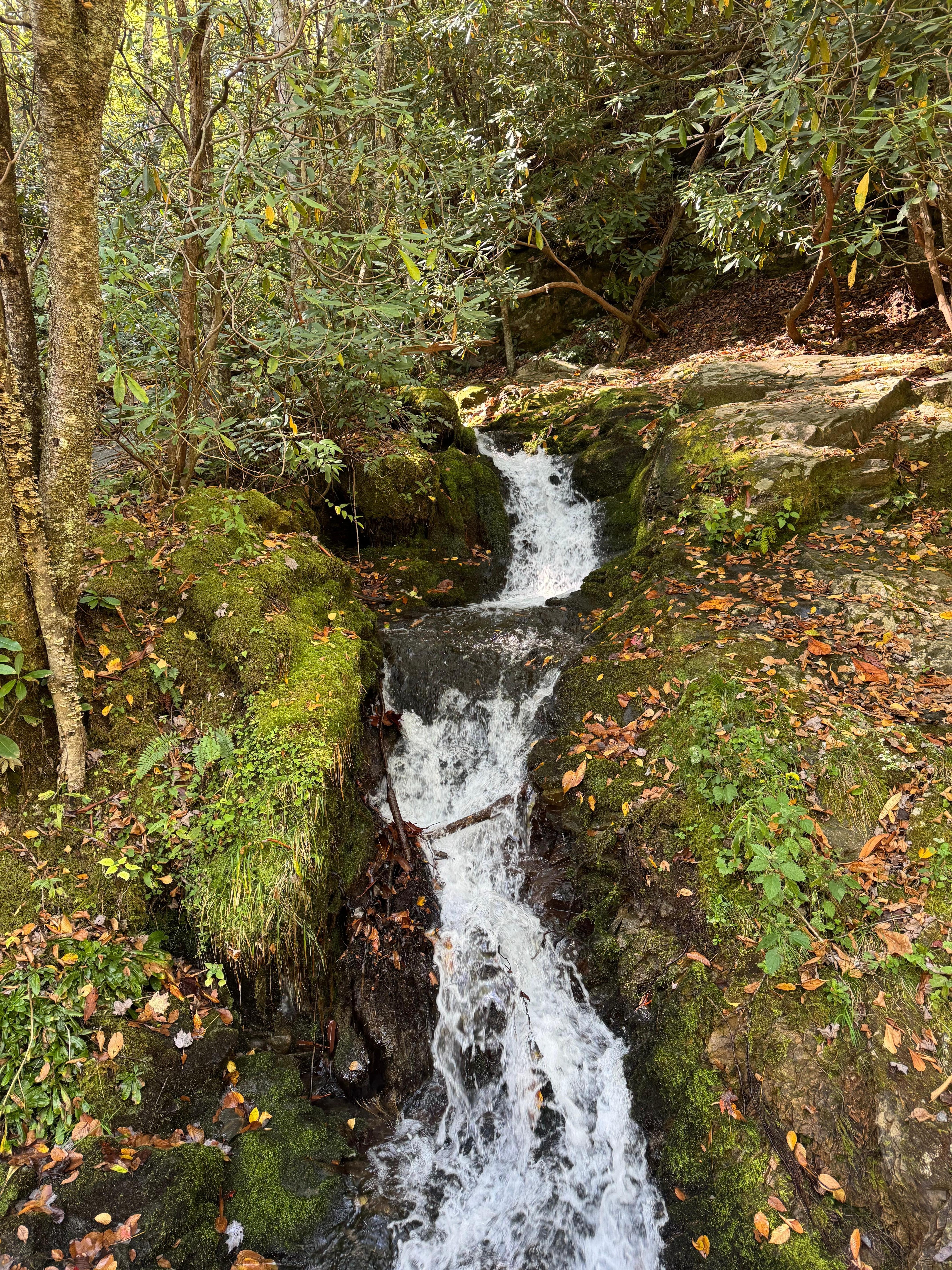 Trail at elkmont campground 