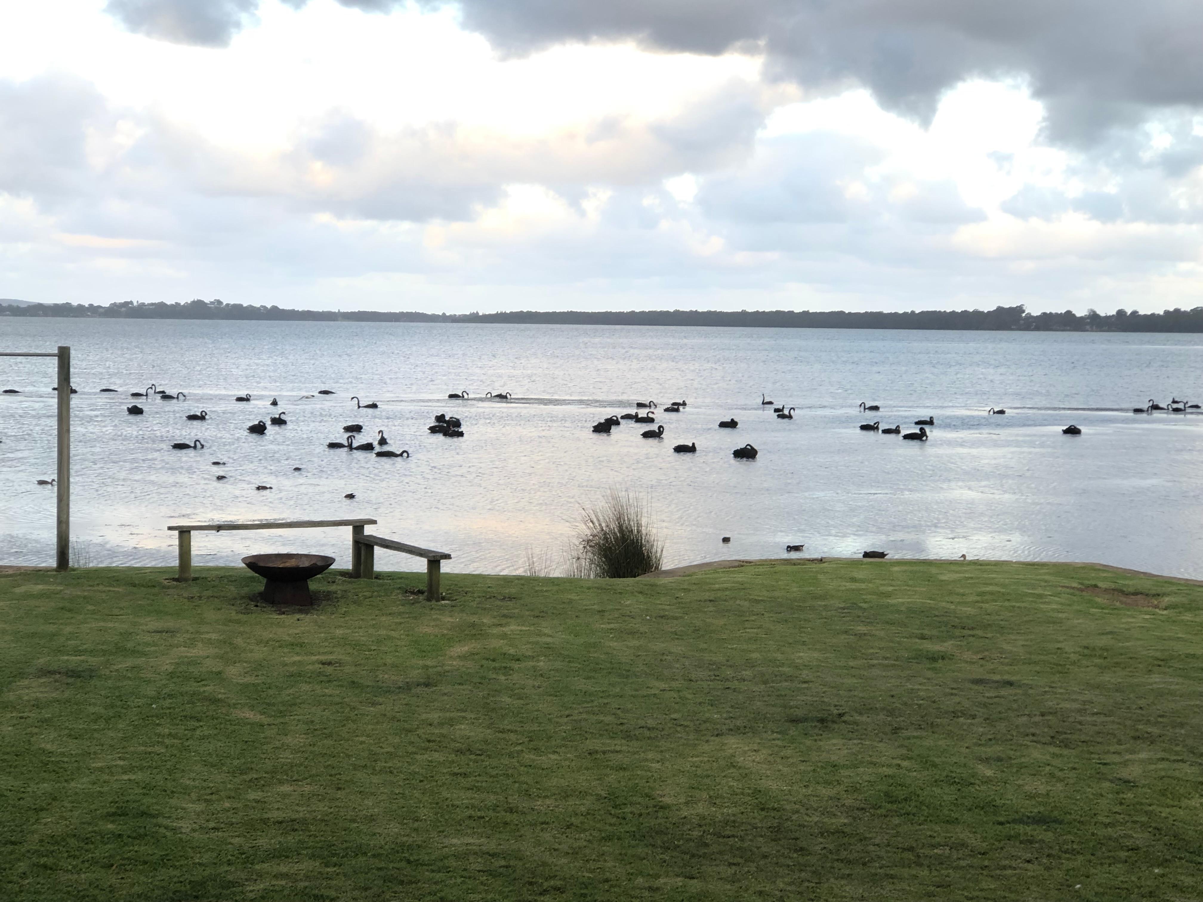 The lake and bird life 