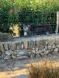 Eseldame Orelia