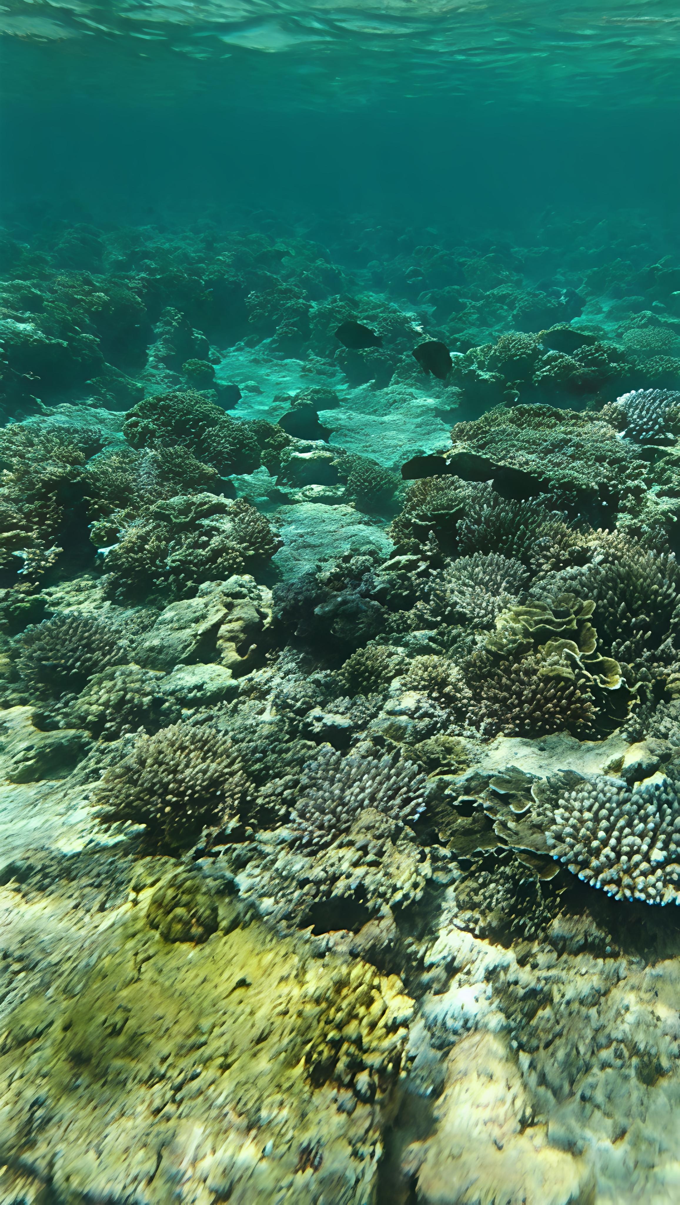 Beautiful reef with supplied reef shoes and snorkel gear 