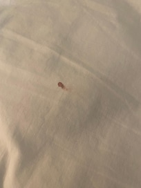 Bedbugs in rm 132