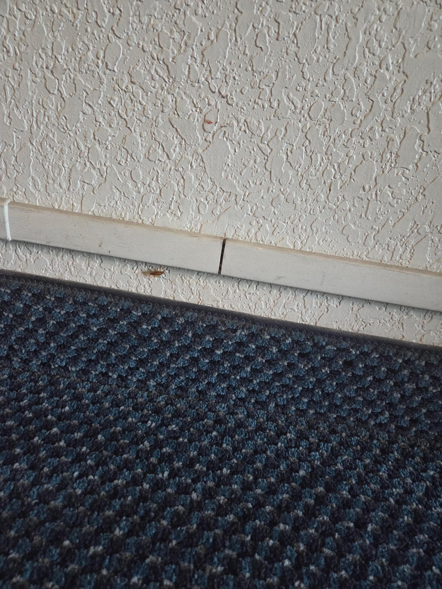 Roaches on floor by carpet