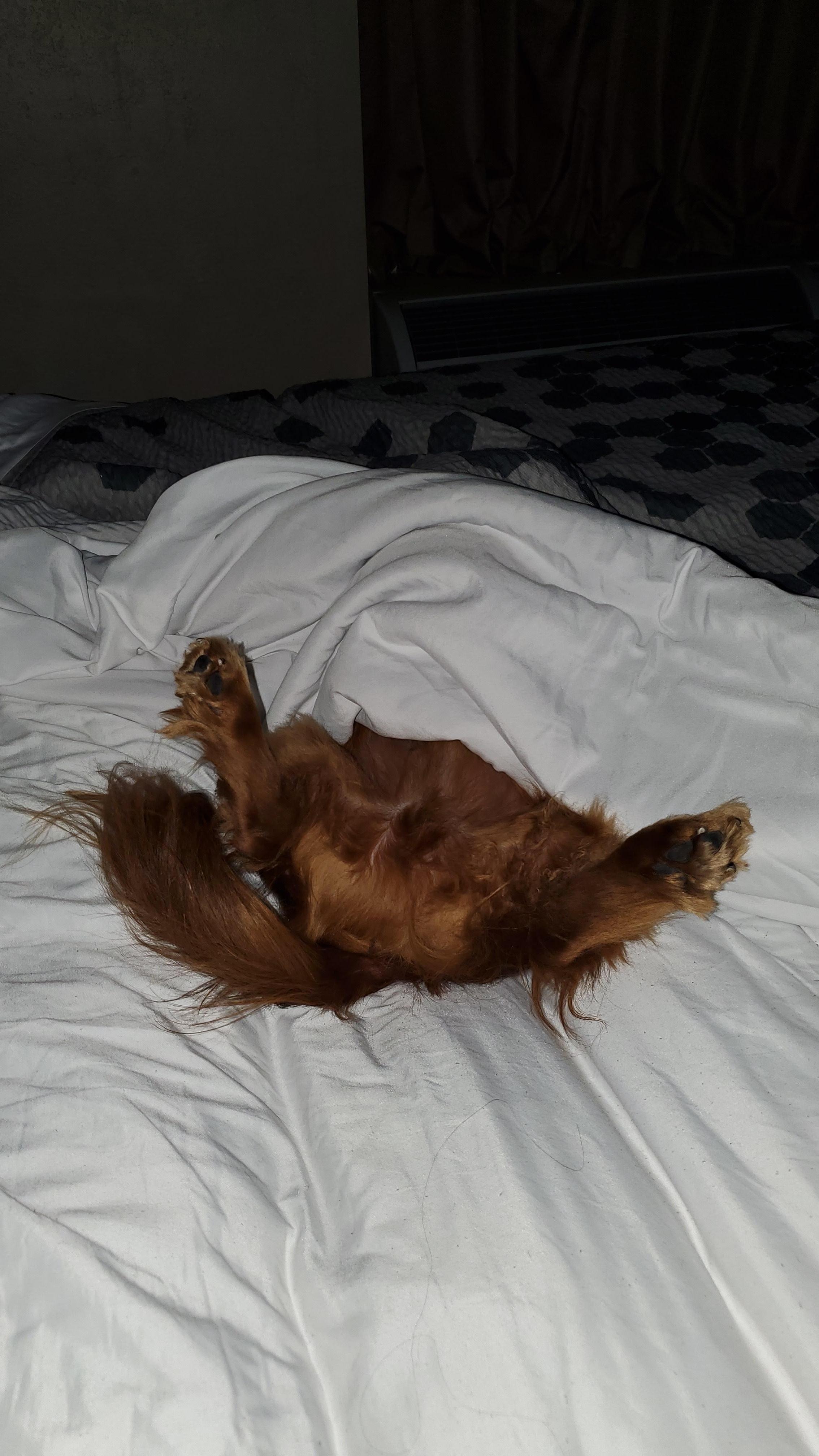 My service dog nestled up in the comfy bed. Very plush!