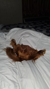 My service dog nestled up in the comfy bed. Very plush!