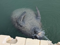 Giving manatee a drink at the floating dock.