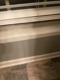 bugs on window sill