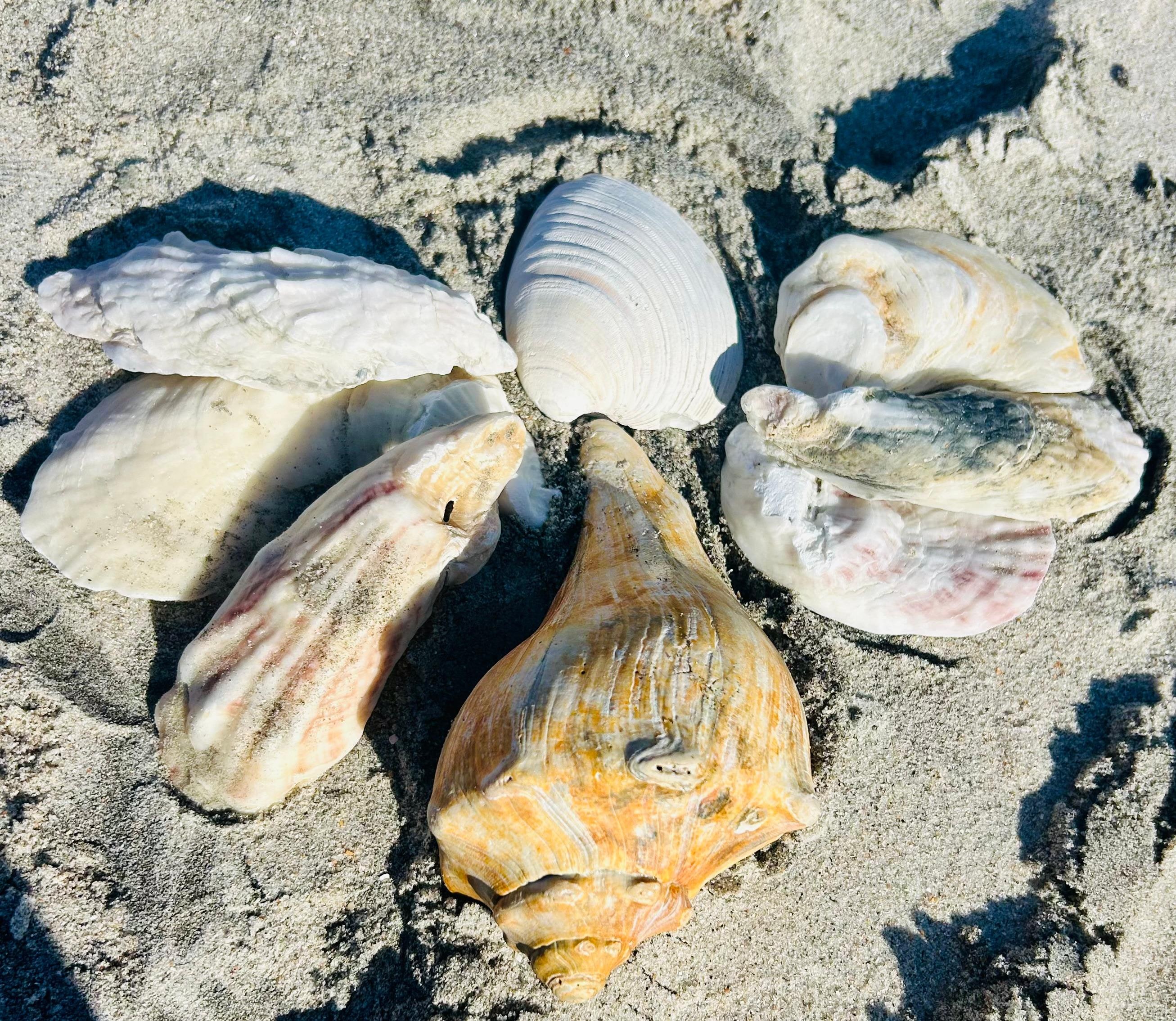 Tons of shells!