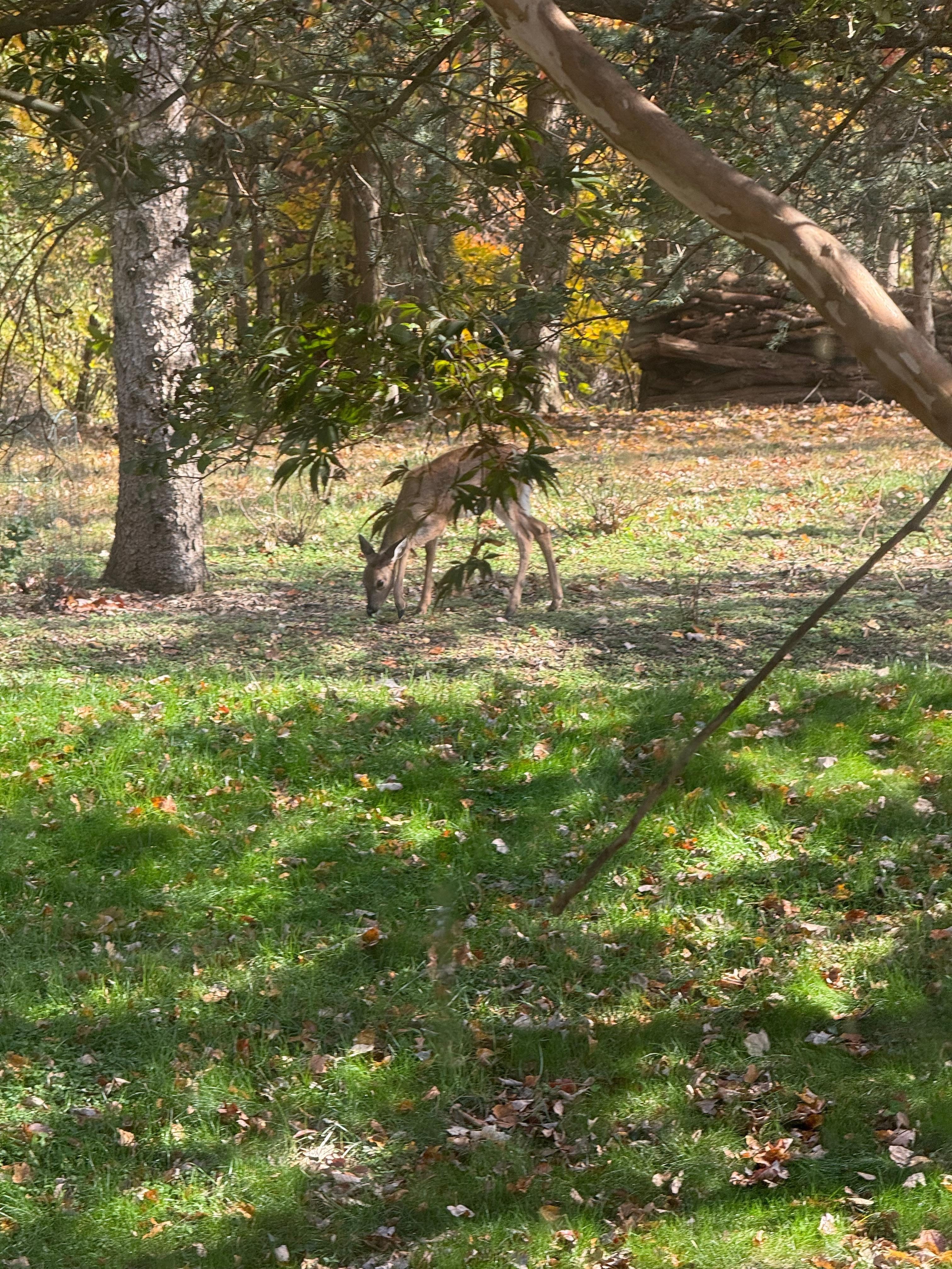Every morning deer came into the backyard 