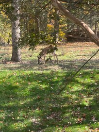 Every morning deer came into the backyard