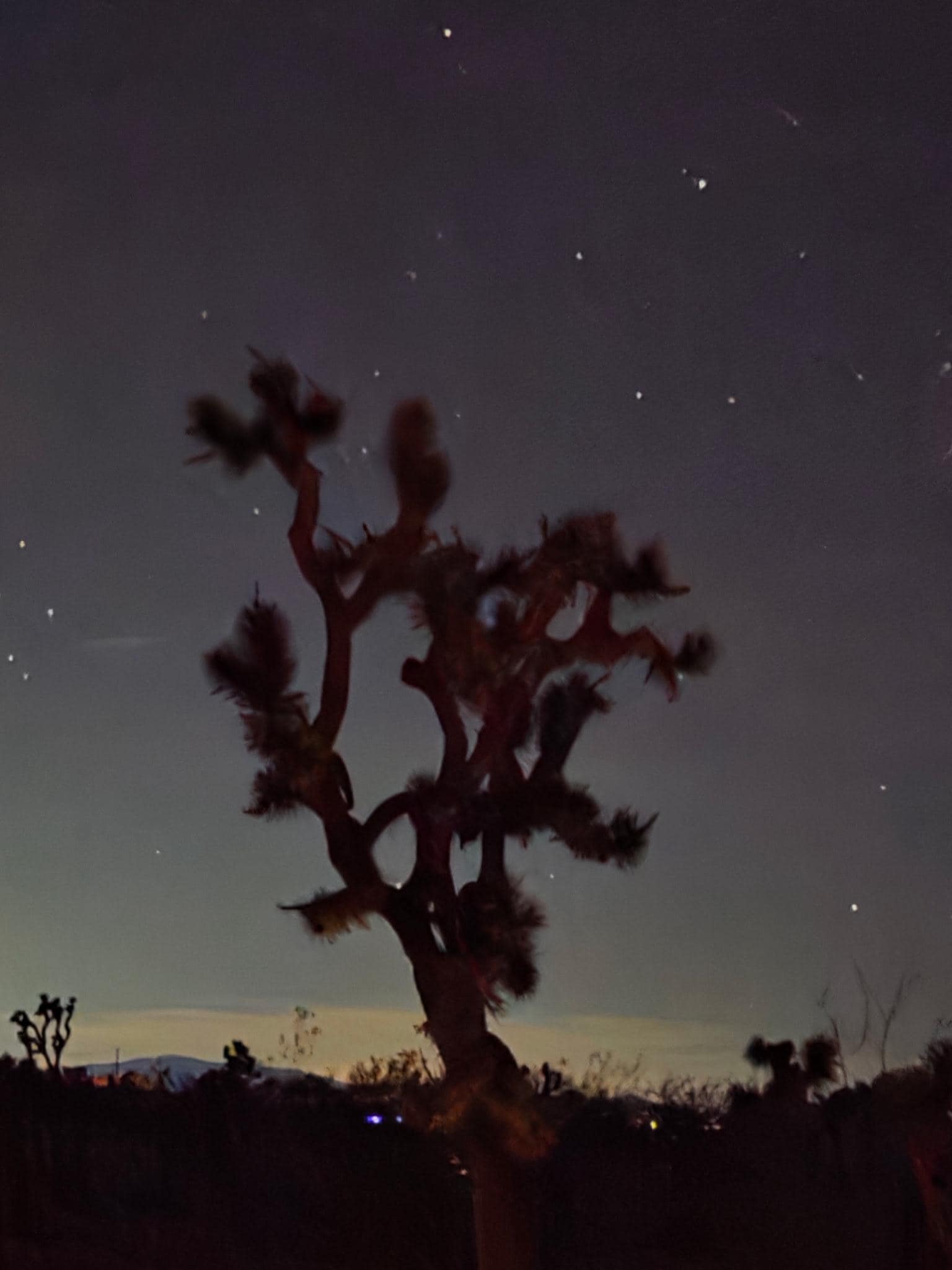 Night sky perfect backdrop to the Joshua tree