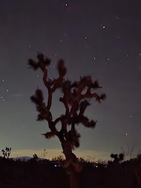Night sky perfect backdrop to the Joshua tree