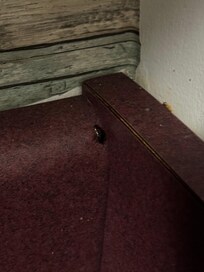 Roach / Bugs in kitchenette