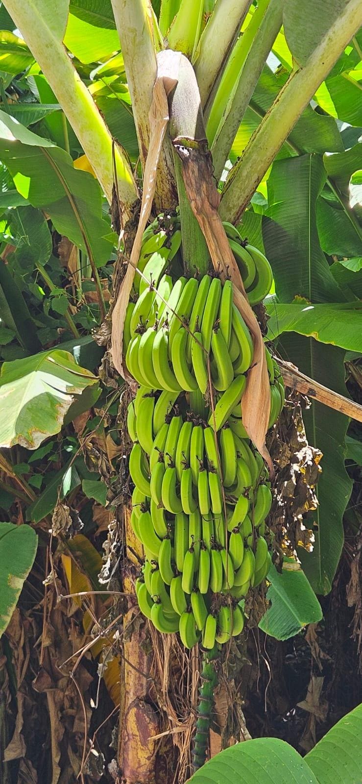 Banana tree