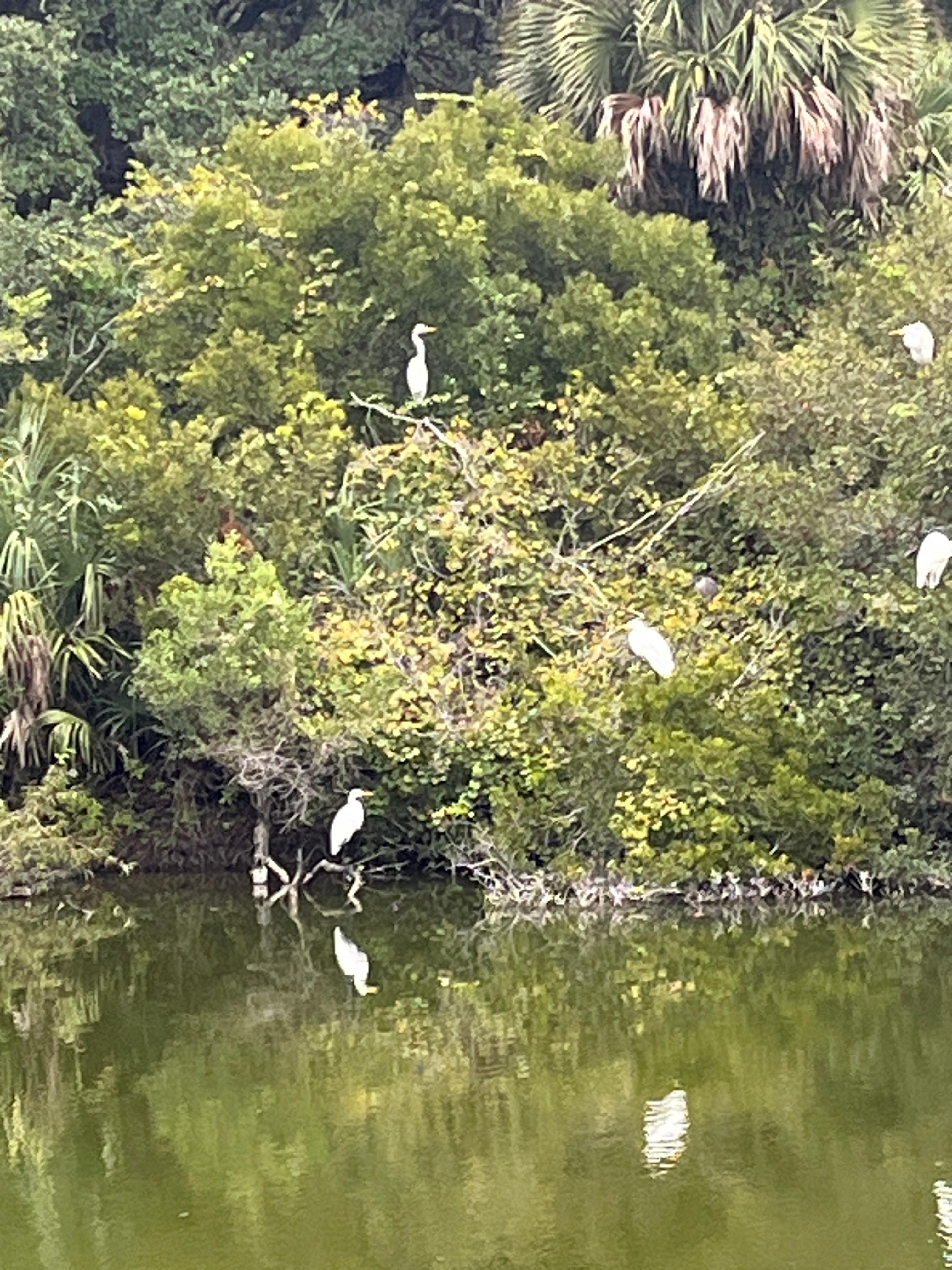 Close-up of egrets roosting