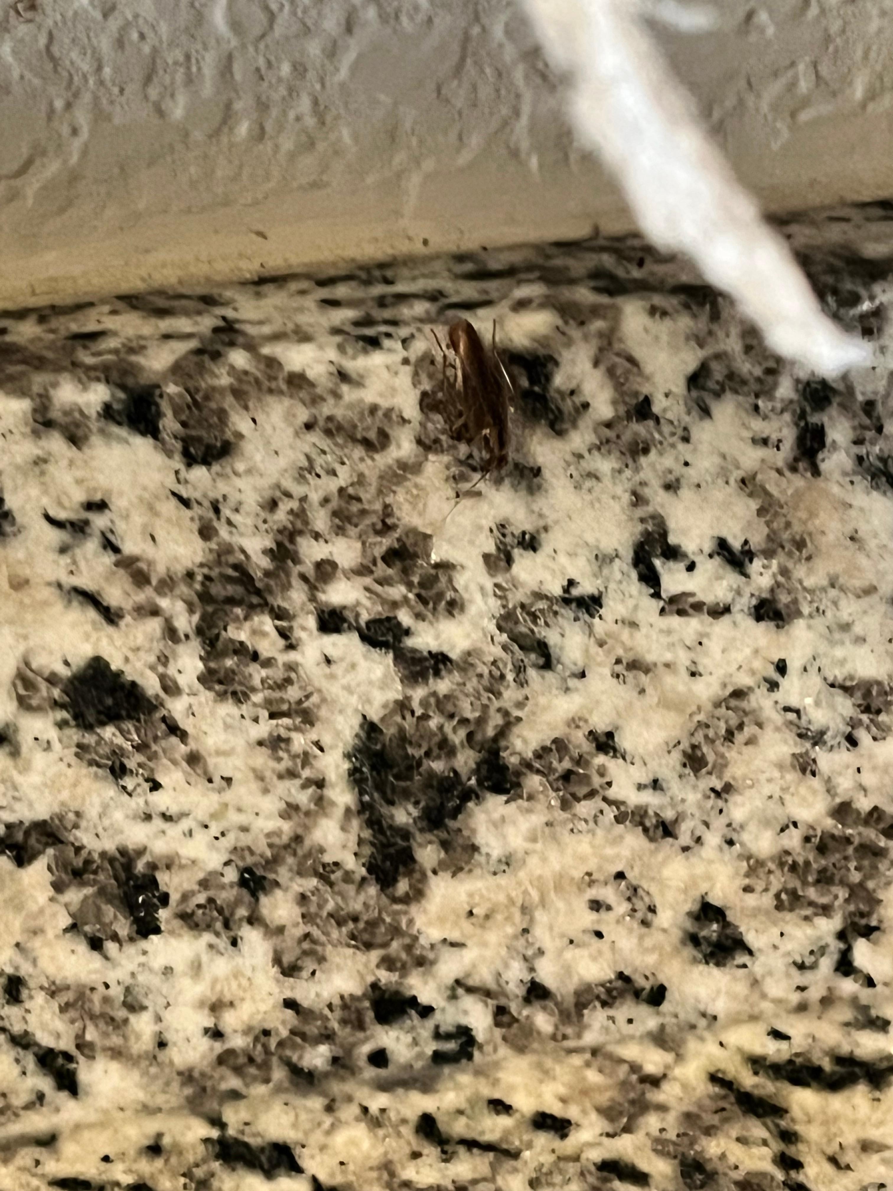 Roach crawling