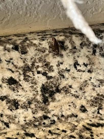 Roach crawling