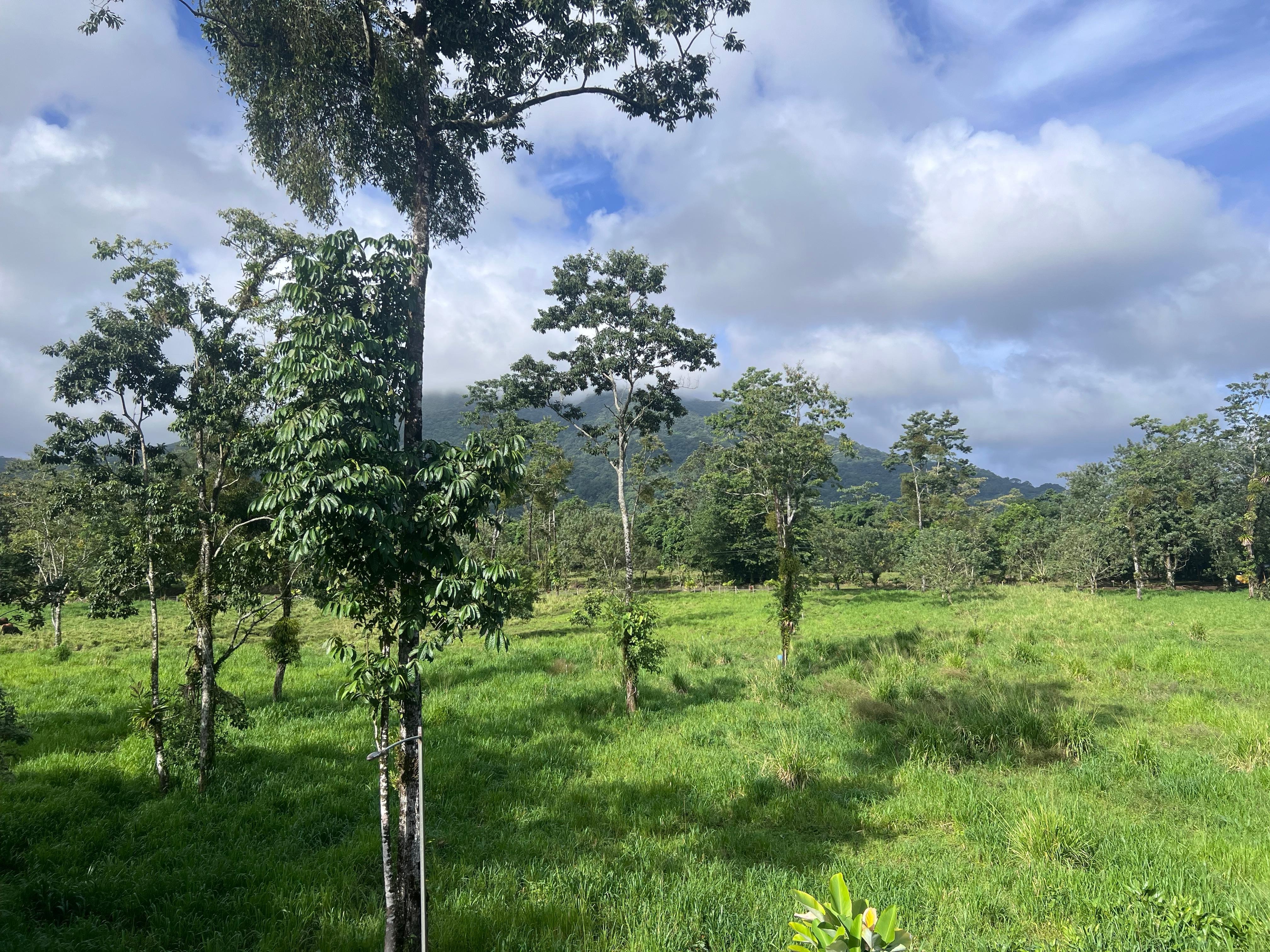 Our view from a poolside room