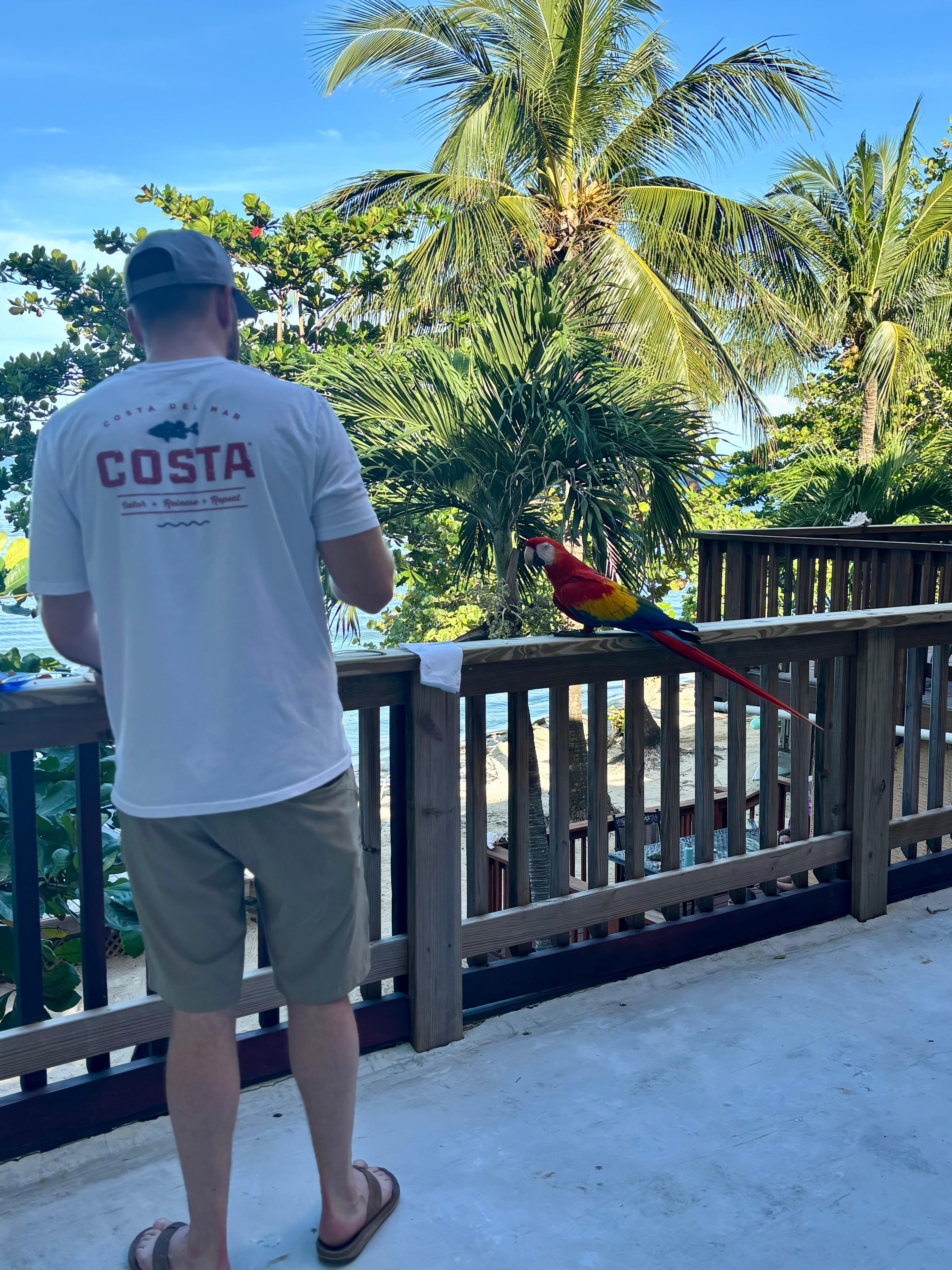 Morning visit by a macaw from Gumbalimba Park (they don’t usually land on the deck)