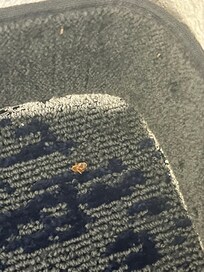 Dead roach