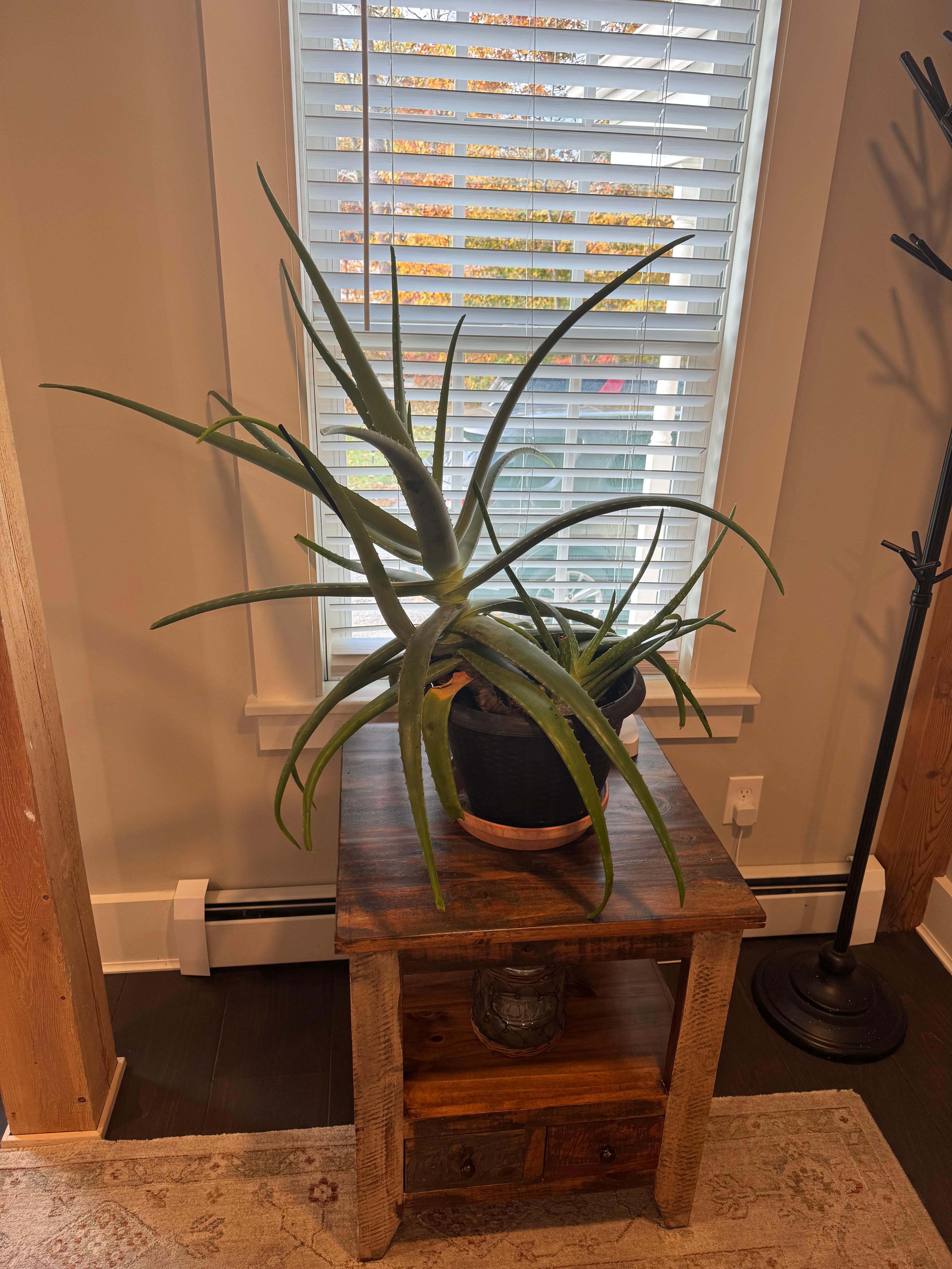 A giant Aloe
