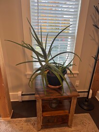 A giant Aloe
