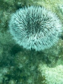 Sea Urchin on Reef