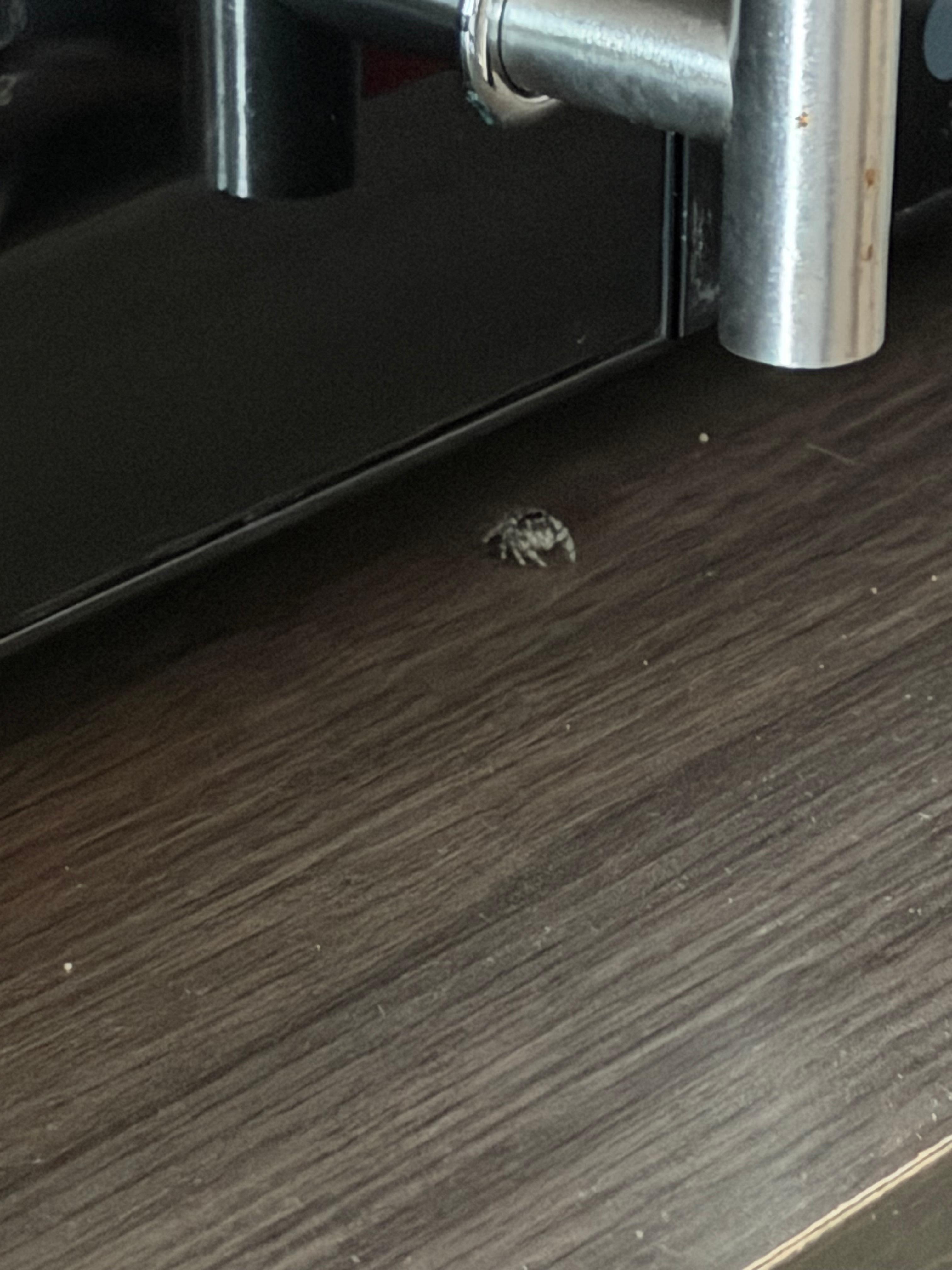 Our 2nd visitor. My boyfriend killed the first one too quick for me to get a picture. Spiders in the room.