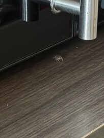 Our 2nd visitor. My boyfriend killed the first one too quick for me to get a picture. Spiders in the room.