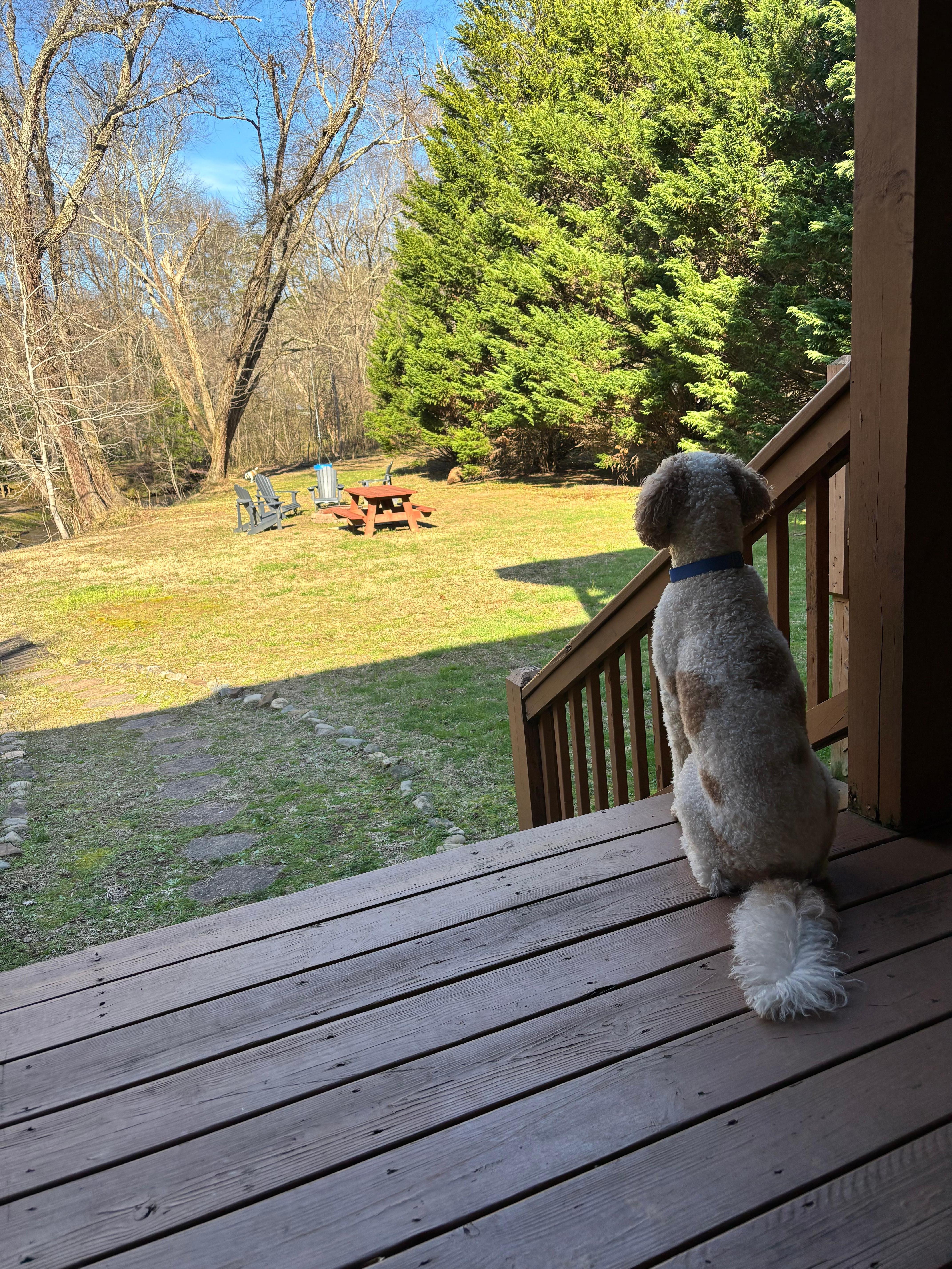 Our dogs loved this cabin and lawn