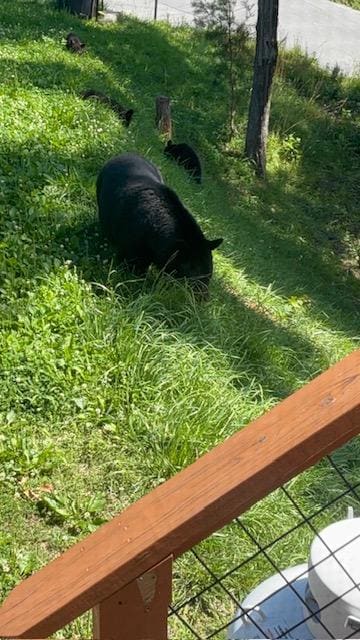 Taken from the porch.