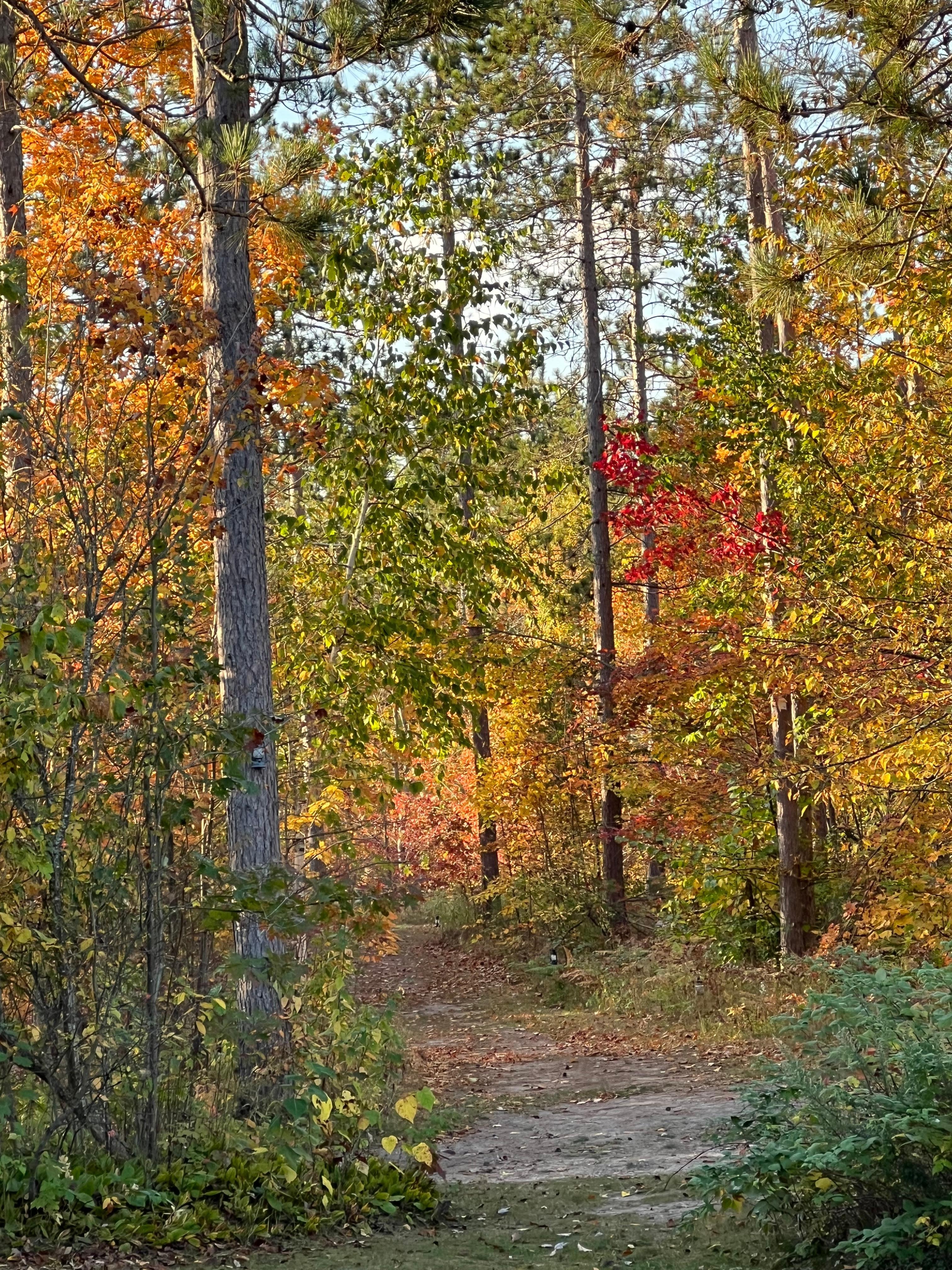 October stay, trail view