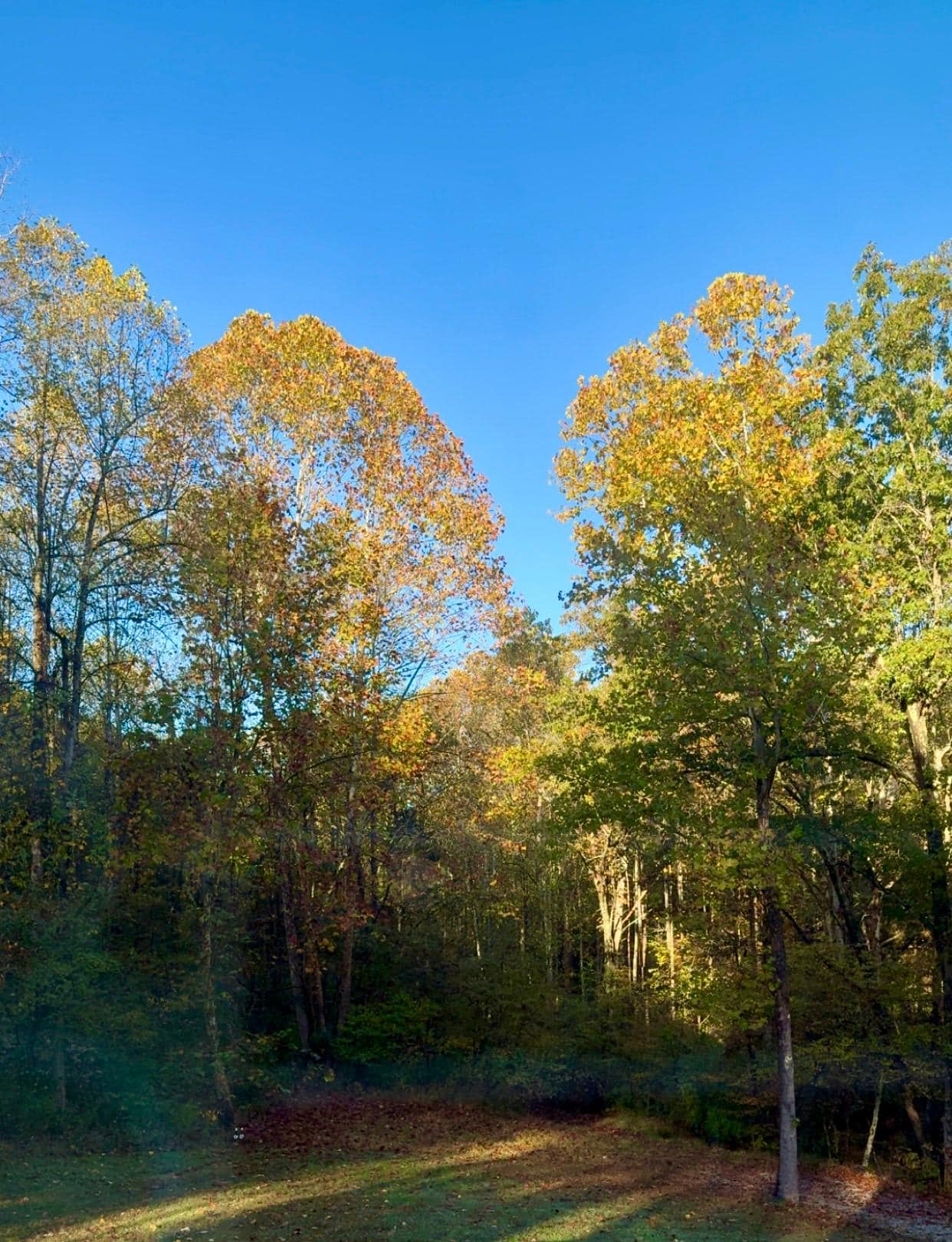 View from loft sleeping area window