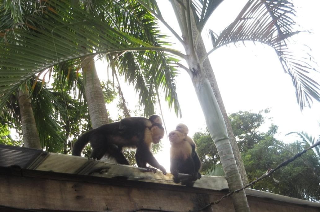 Monkeys at the beach.