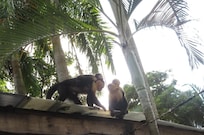 Monkeys at the beach.