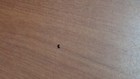 I woke up from a nap around 630 and found an ant crawling all on me.